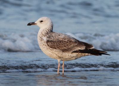 Caspian Gull - Larus cachinnans (Pontische Meeuw) 