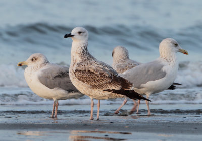 Caspian Gull - Larus cachinnans (Pontische Meeuw) 