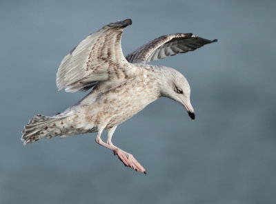 Herring Gull - Larus argentatus (Zilvermeeuw)
