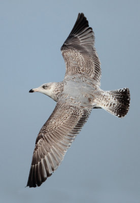Herring Gull - Larus argentatus (Zilvermeeuw)