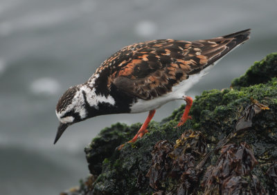 Ruddy Turnstone - Arenaria interpres (Steenloper)