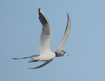 Common Tern - Sterna hirundo (Visdief)