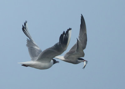 Common Tern - Sterna hirundo (Visdief)
