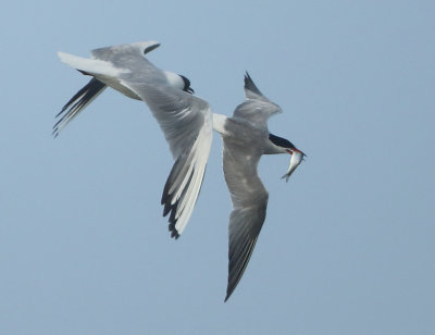 Common Tern - Sterna hirundo (Visdief)
