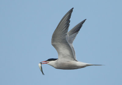 Common Tern - Sterna hirundo (Visdief)