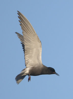 Black Tern - Chlidonias niger (Zwarte Stern)