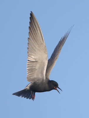 Black Tern - Chlidonias niger (Zwarte Stern)