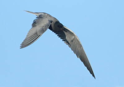 Black Tern - Chlidonias niger (Zwarte Stern)