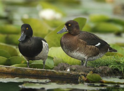 Tufted Duck - Aythya fuligula (Kuifeend)