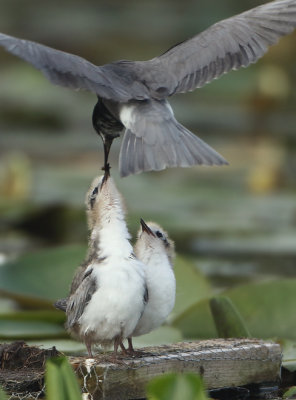 Black Tern - Chlidonias niger (Zwarte Stern)