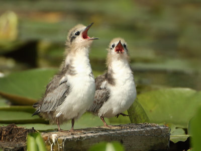 Black Tern - Chlidonias niger (Zwarte Stern)