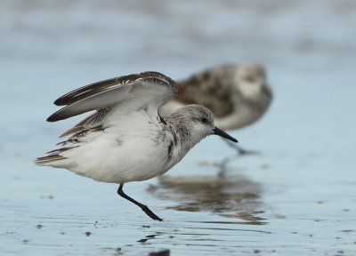Sanderling - Calidris alba (Drieteenstrandloper)