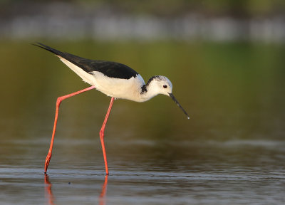 MAP: Black-winged Stilt - Himantopus himantopus (Steltkluut)