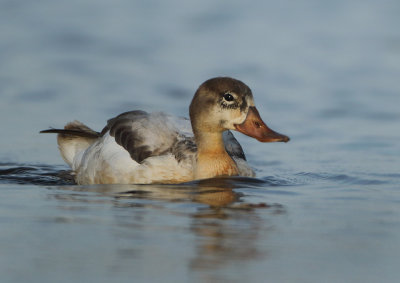 Common Shelduck - Tadorna tadorna (Bergeend)
