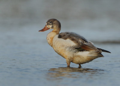 Common Shelduck - Tadorna tadorna (Bergeend)
