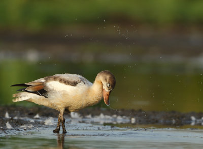 Common Shelduck - Tadorna tadorna (Bergeend)