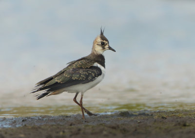 Northern Lapwing - Vanellus vanellus (Kievit)