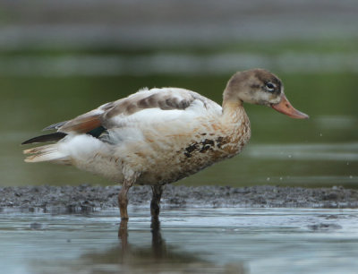 Common Shelduck - Tadorna tadorna (Bergeend)