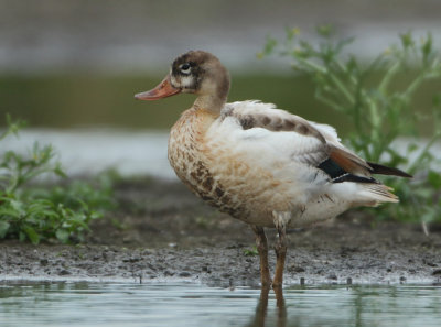 Common Shelduck - Tadorna tadorna (Bergeend)