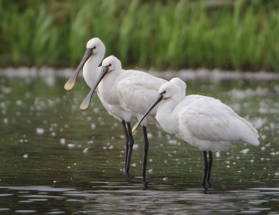 Eurasian Spoonbill - Platalea leucorodia (Lepelaar)