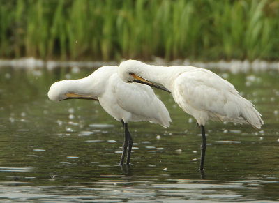 Eurasian Spoonbill - Platalea leucorodia (Lepelaar)