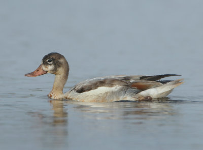Common Shelduck - Tadorna tadorna (Bergeend)