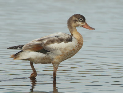 Common Shelduck - Tadorna tadorna (Bergeend)