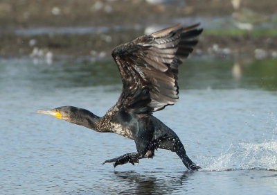 Great Cormorant - Phalacrocorax carbo (Aalscholver)