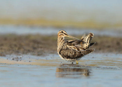 Common Snipe - Gallinago gallinago (Watersnip)