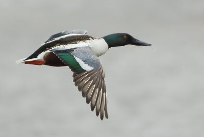 Northern Shoveler - Anas clypeata (Slobeend)