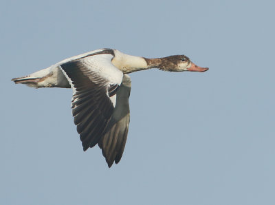Common Shelduck - Tadorna tadorna (Bergeend)