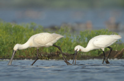 Eurasian Spoonbill - Platalea leucorodia (Lepelaar)