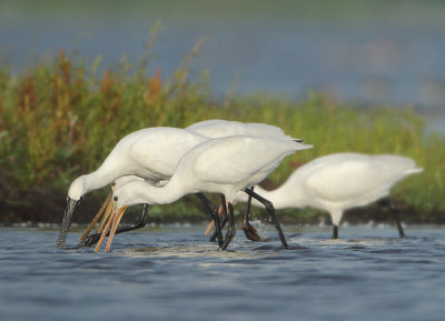 Eurasian Spoonbill - Platalea leucorodia (Lepelaar)