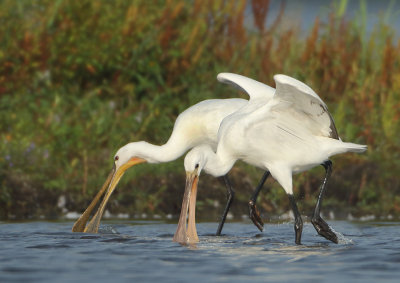 Eurasian Spoonbill - Platalea leucorodia (Lepelaar)