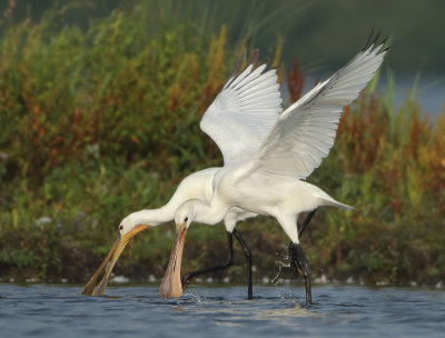 Eurasian Spoonbill - Platalea leucorodia (Lepelaar)
