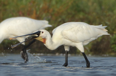 Eurasian Spoonbill - Platalea leucorodia (Lepelaar)