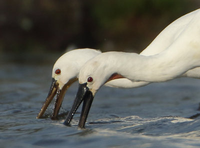 Eurasian Spoonbill - Platalea leucorodia (Lepelaar)