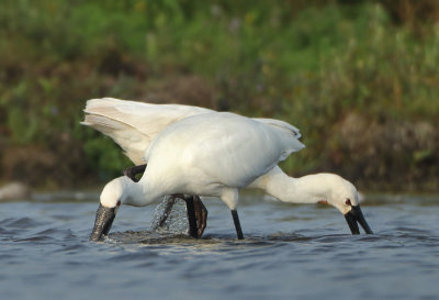 Eurasian Spoonbill - Platalea leucorodia (Lepelaar)