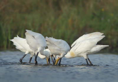 Eurasian Spoonbill - Platalea leucorodia (Lepelaar)