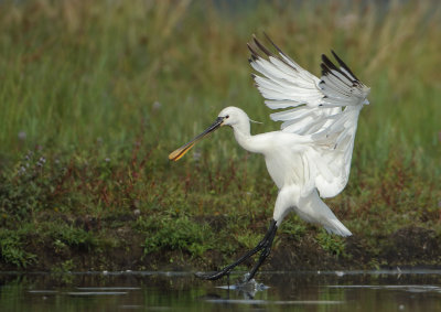 Eurasian Spoonbill - Platalea leucorodia (Lepelaar)