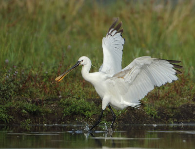 Eurasian Spoonbill - Platalea leucorodia (Lepelaar)