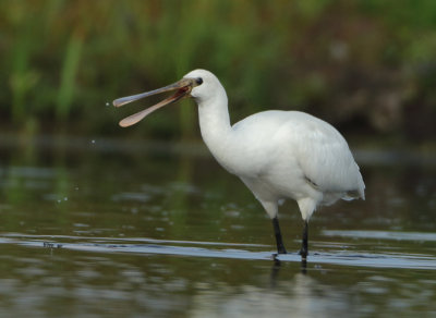 Eurasian Spoonbill - Platalea leucorodia (Lepelaar)
