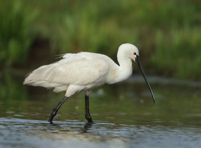 Eurasian Spoonbill - Platalea leucorodia (Lepelaar)