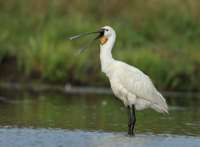 Eurasian Spoonbill - Platalea leucorodia (Lepelaar)