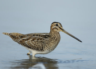 Common Snipe - Gallinago gallinago (Watersnip)