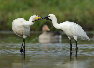 Eurasian Spoonbill - Platalea leucorodia (Lepelaar)