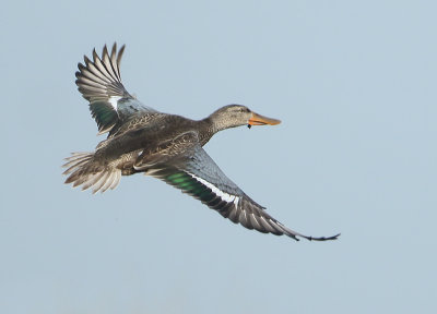 Northern Shoveler - Anas clypeata (Slobeend)