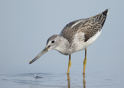 MAP: Common Greenshank - Tringa nebularia (Groenpootruiter)