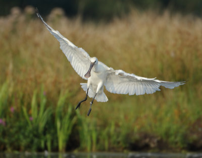 Eurasian Spoonbill - Platalea leucorodia (Lepelaar)