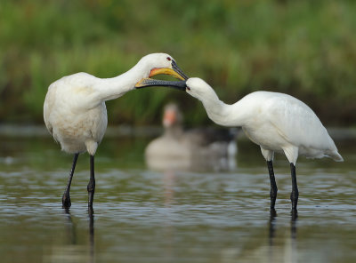 Eurasian Spoonbill - Platalea leucorodia (Lepelaar)